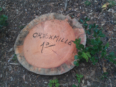  Ortoxmille at work after windstorm