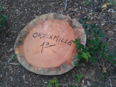 Ortoxmille at work after windstorm