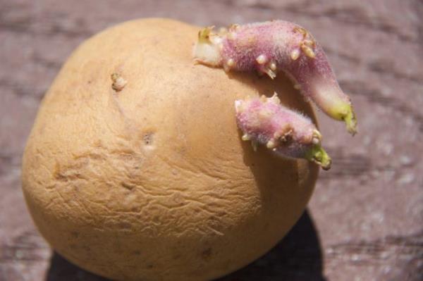 Semina patate la Pre germogliazione