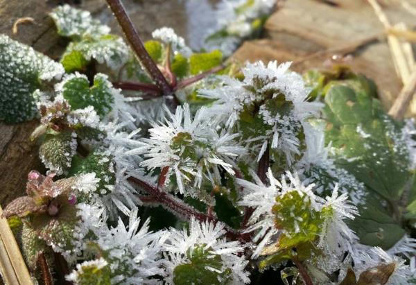 Fiori di ghiaccio..la Galaverna