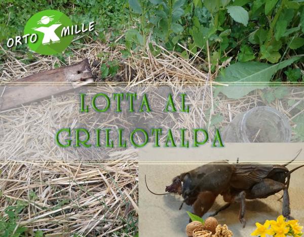 Prevenzione e lotta biologica al Grillotalpa